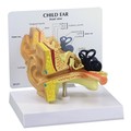 Gpi Anatomical Anatomical Model - Child Ear 2300